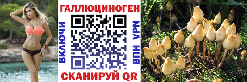 хочу наркоту OMG зеркало Галлюциногенные грибы Psilocybe Киселёвск